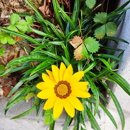 Casinha Da Sobreira Feriehus Penacova