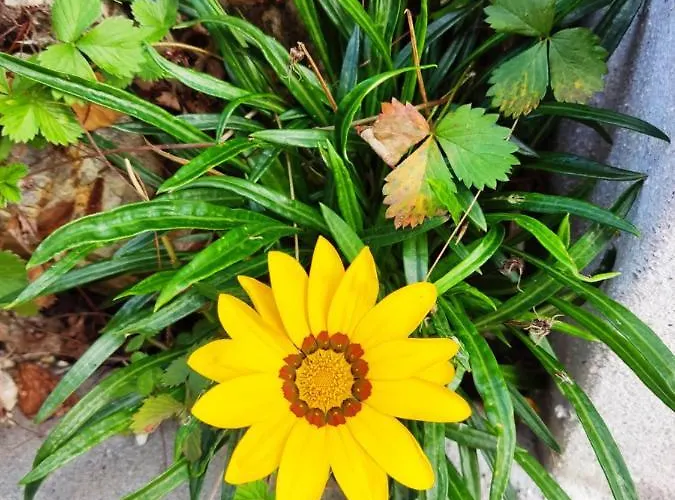 Casinha Da Sobreira Ferienhaus Penacova